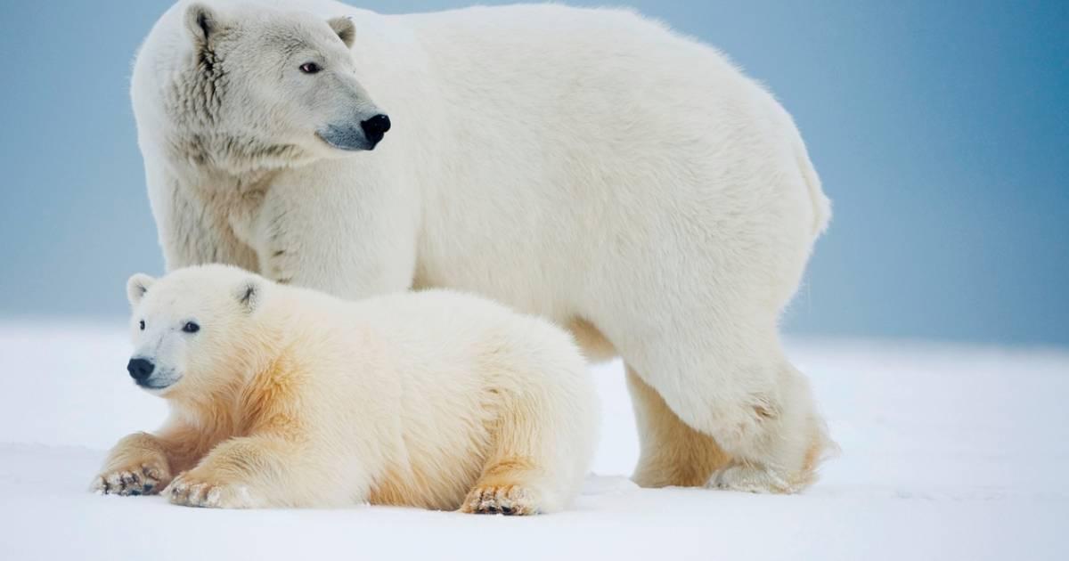 Dem Eisbär helfen WWF Schweiz Dem Eisbär helfen WWF Schweiz